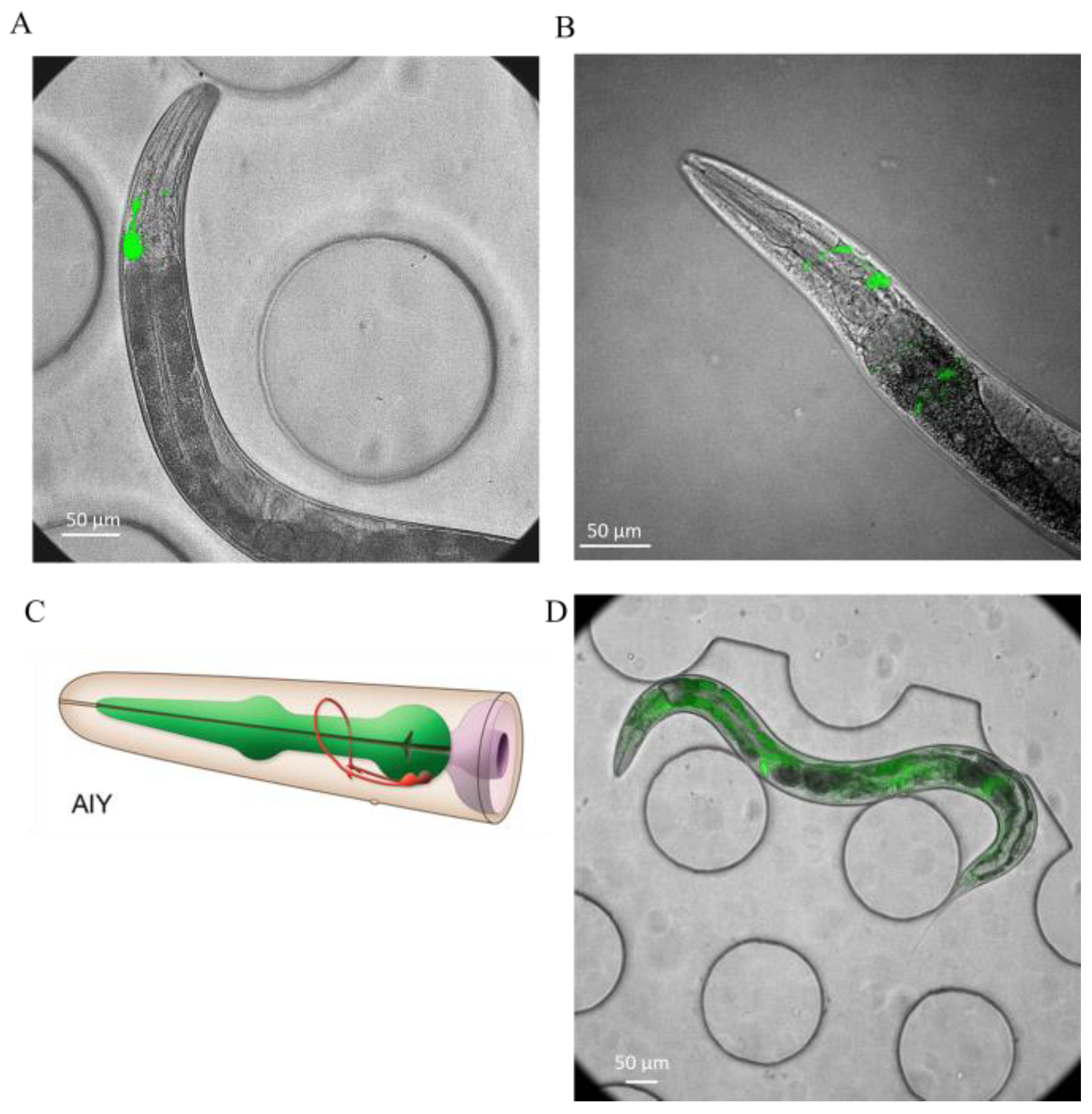 Bioengineering 13 01261 g006 Bioengineering 13 01261 g006