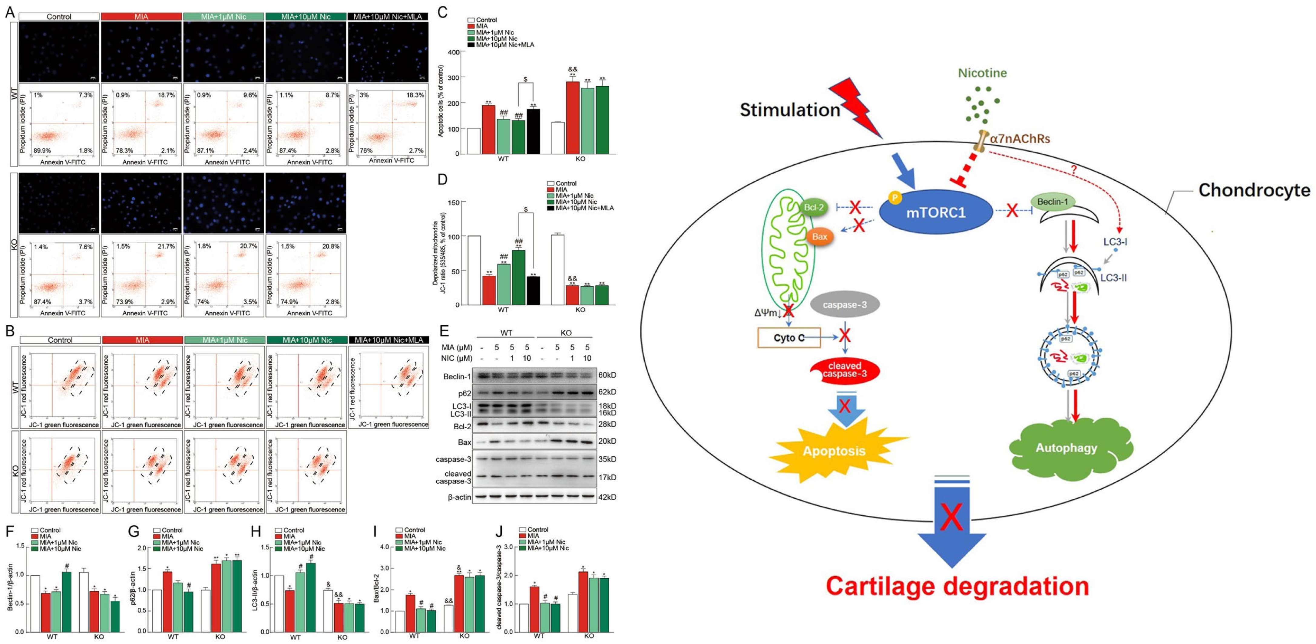 Bioengineering 13 01262 g004 Bioengineering 13 01262 g004