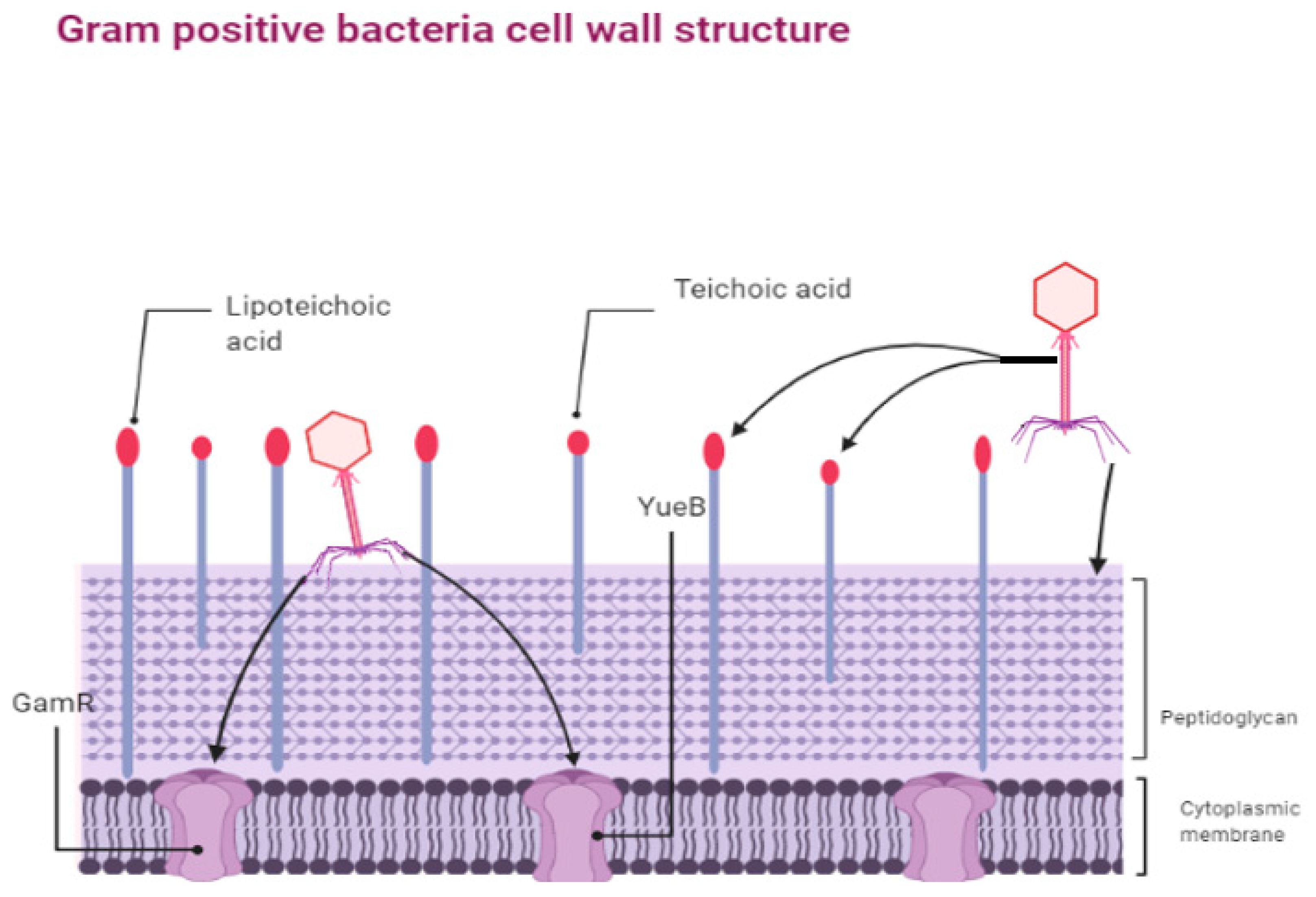 Biologics 01 00005 g003