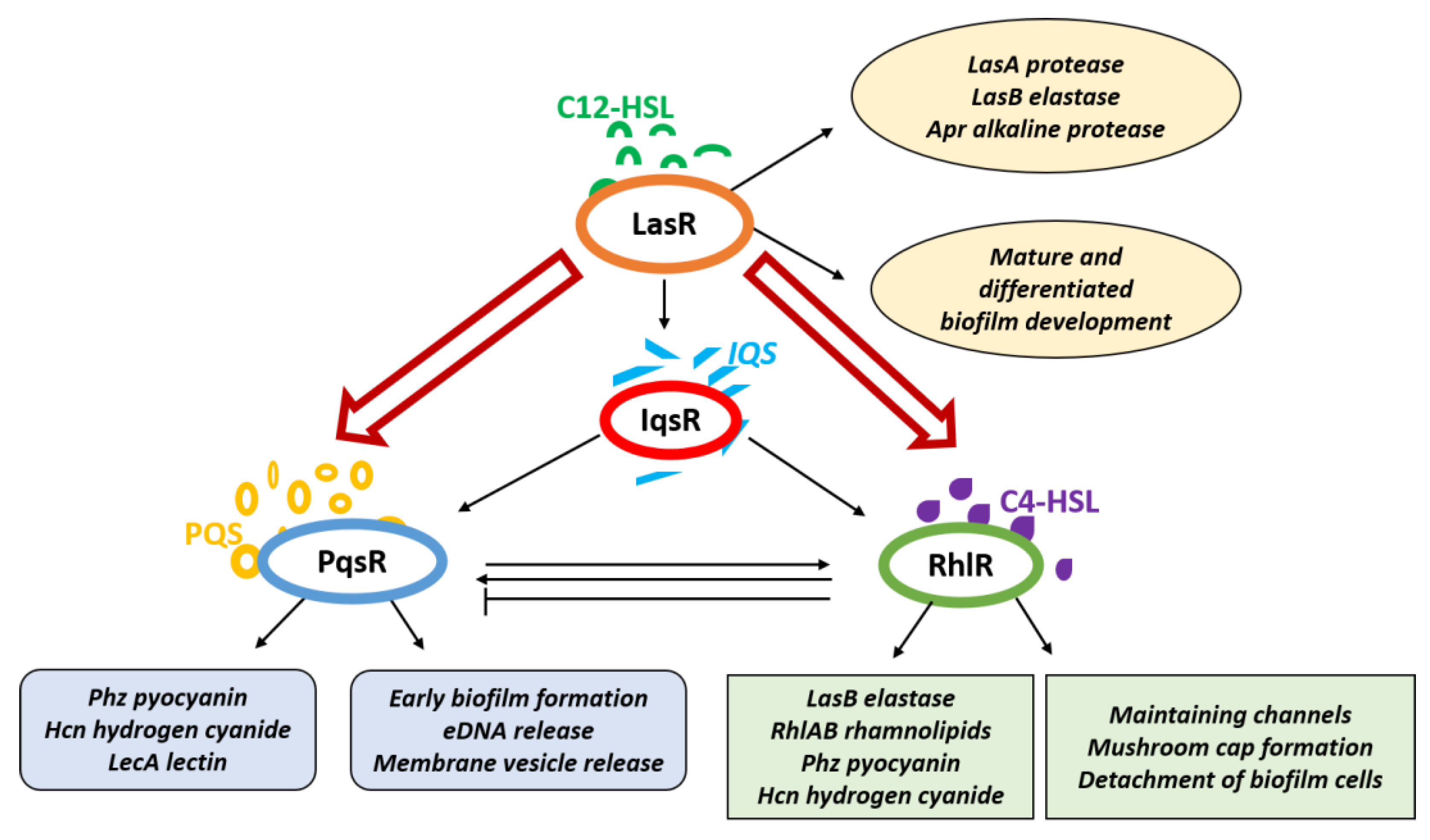 Biologics 01 00019 g002 Biologics 01 00019 g002