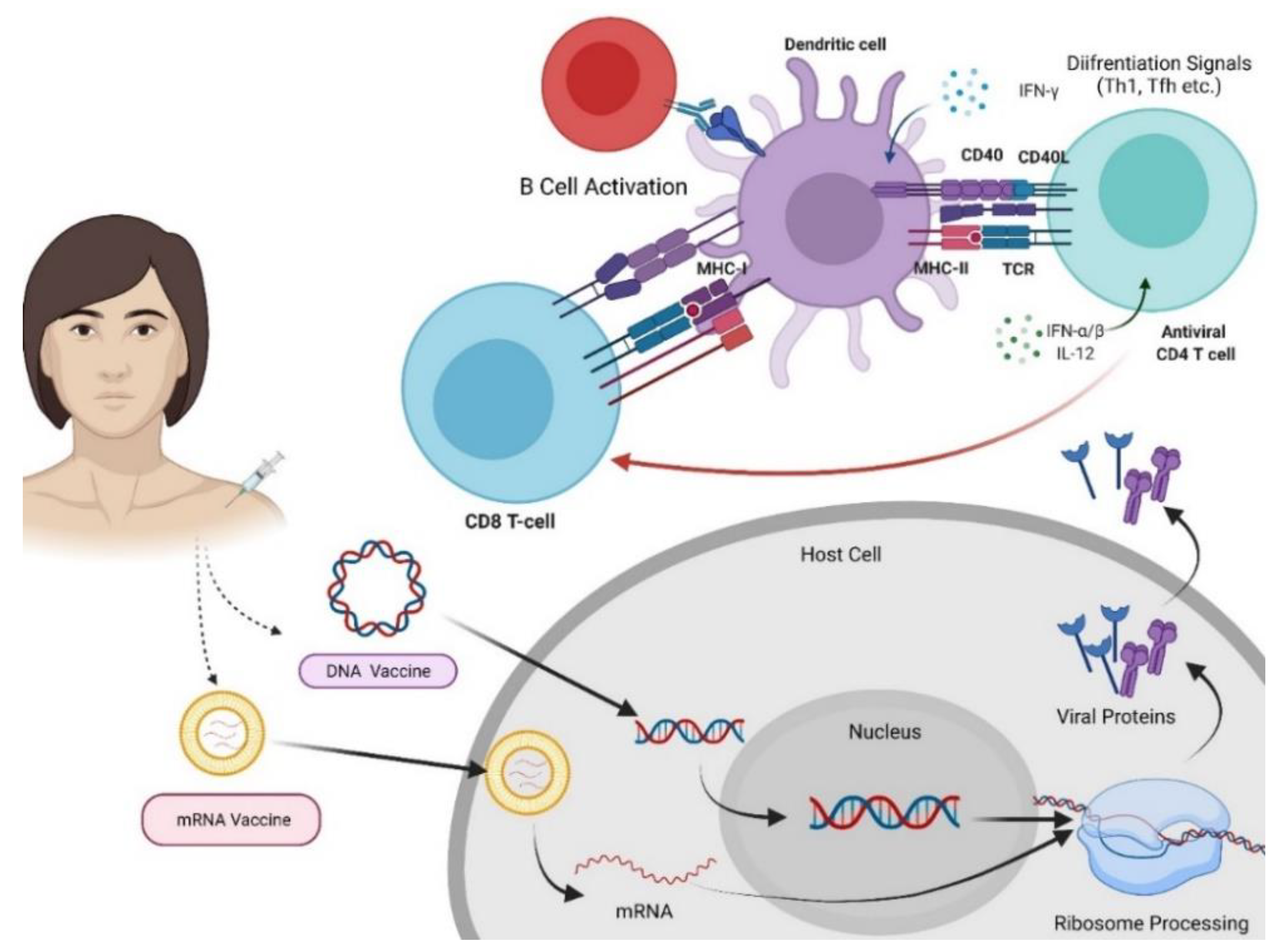 Biologics 01 00020 g003