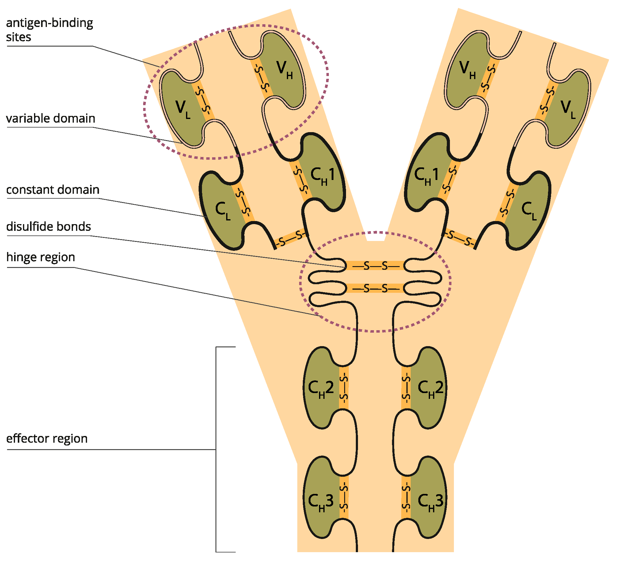 Biologics 03 00005 g002