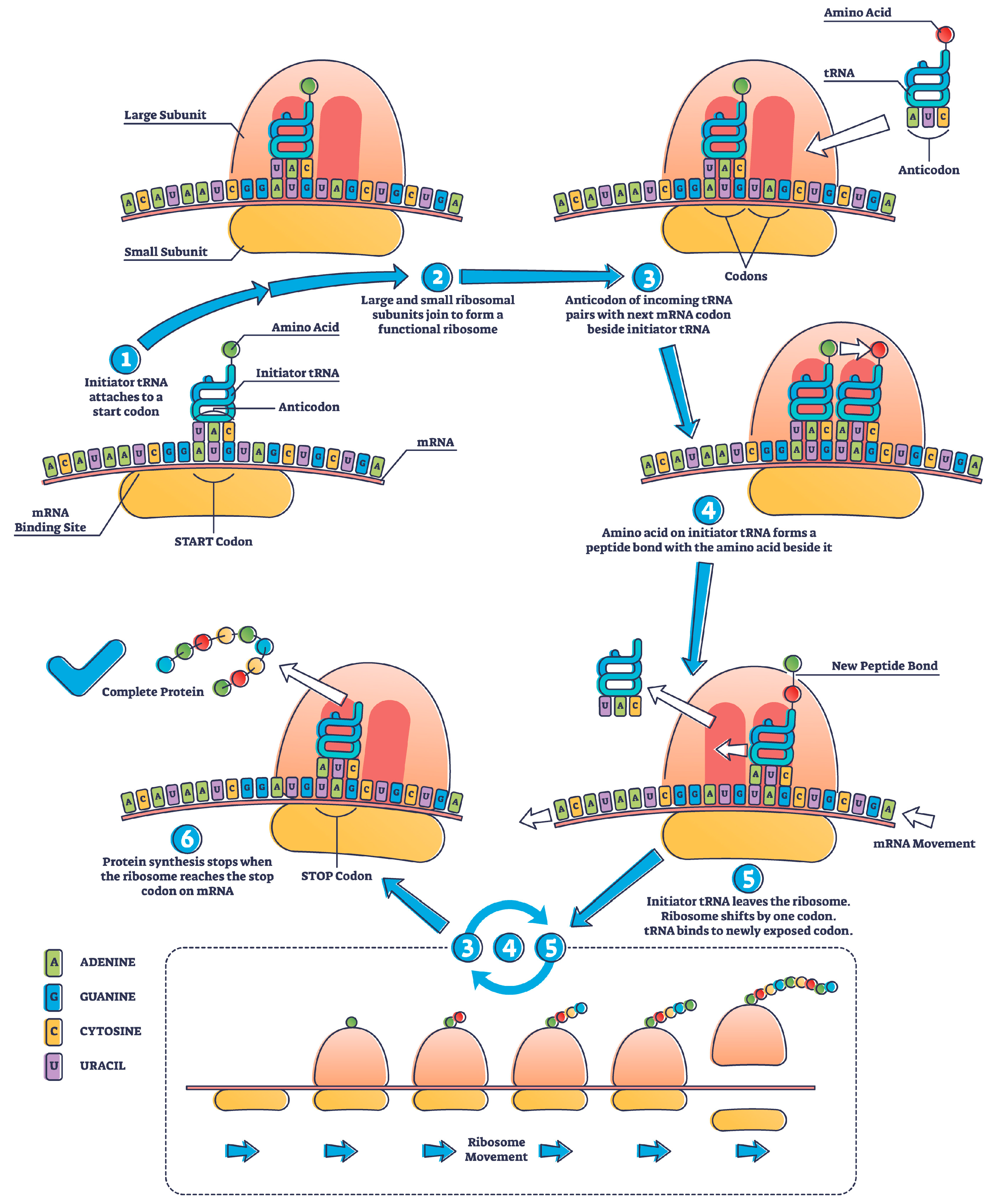 Biologics 03 00020 g002