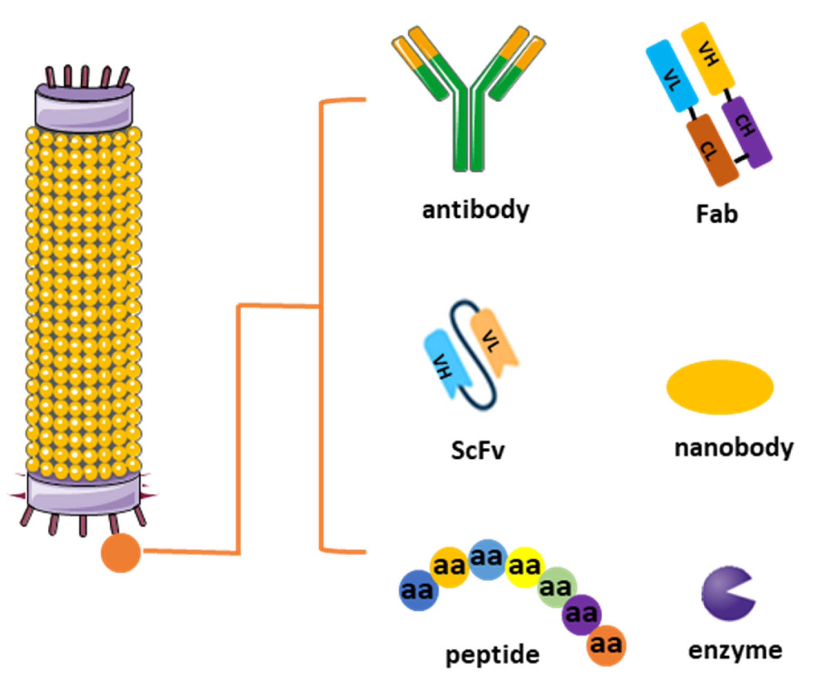 Biologics 04 00005 g001