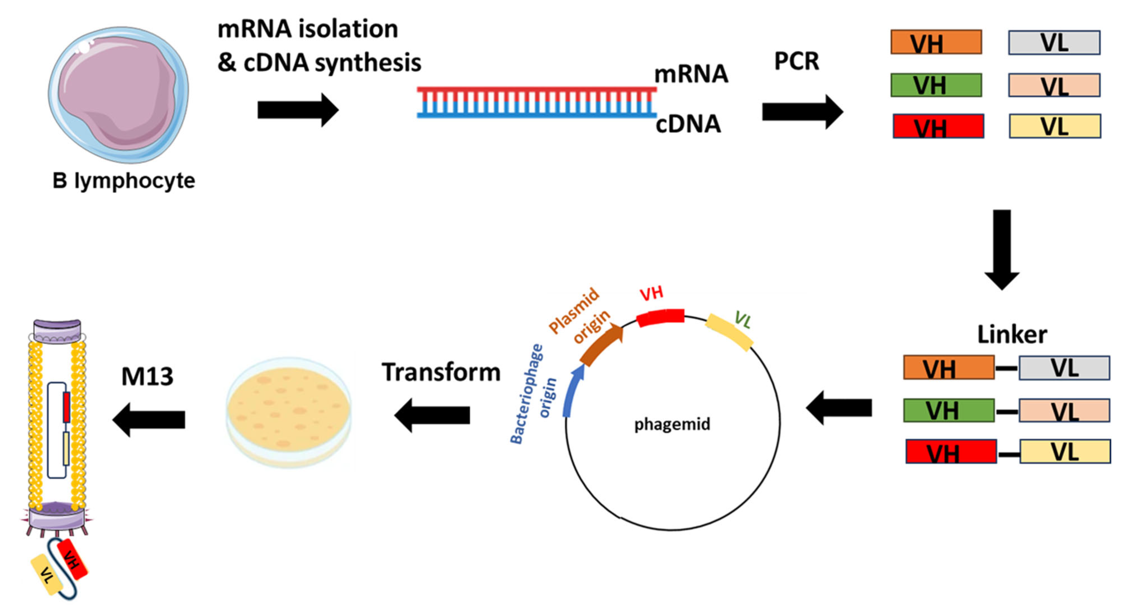 Biologics 04 00005 g002