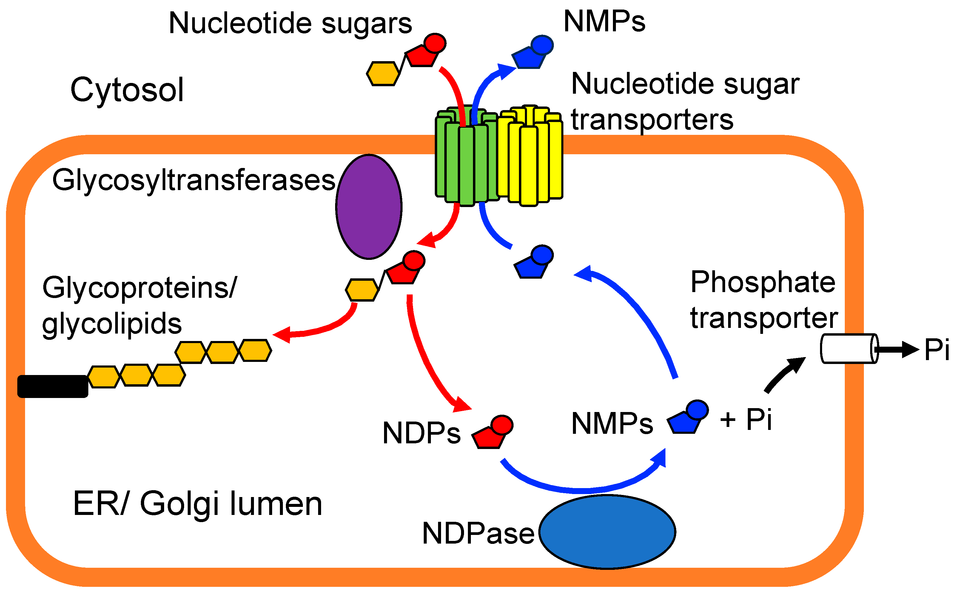 Biologics 04 00017 g002