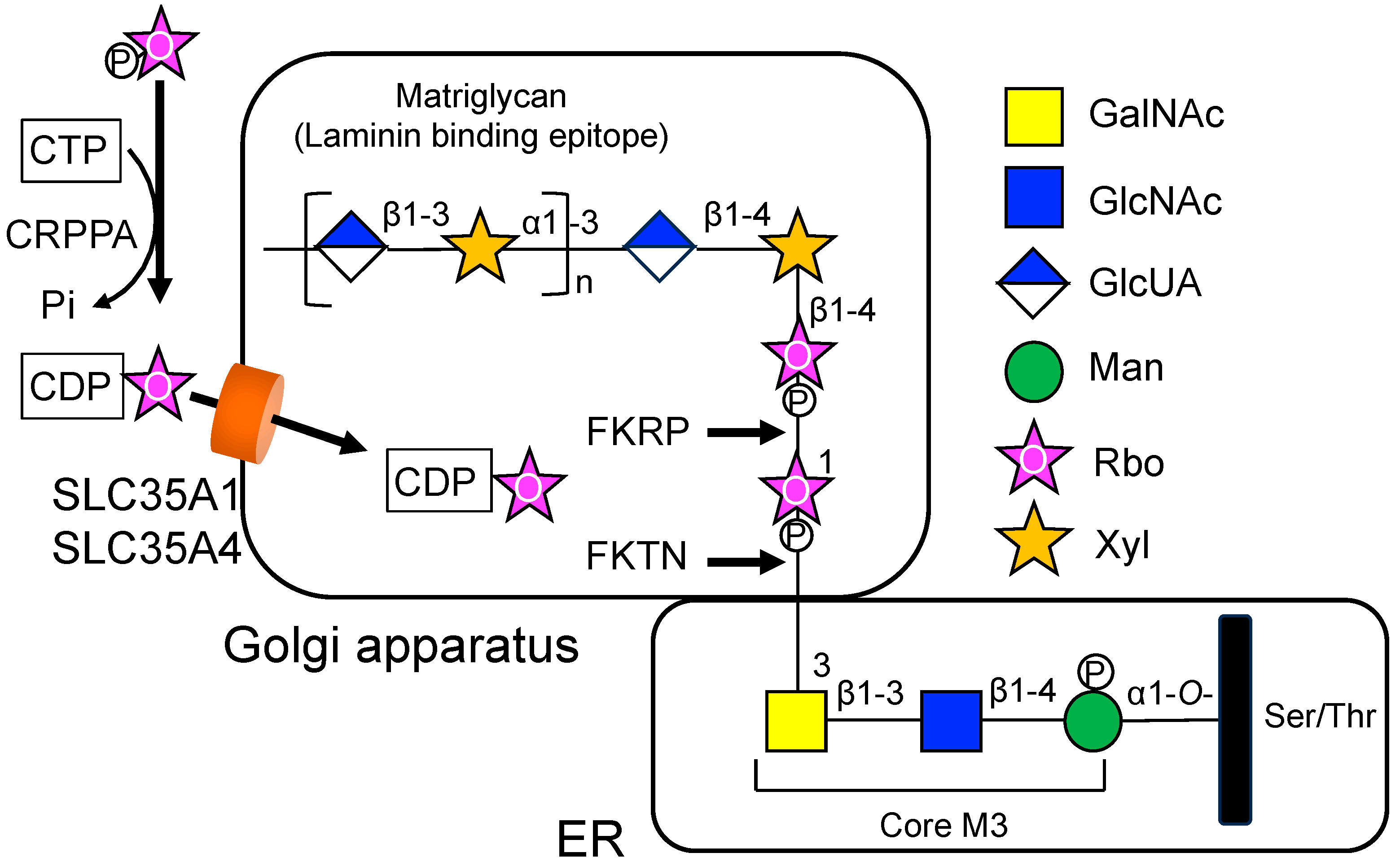 Biologics 04 00017 g003
