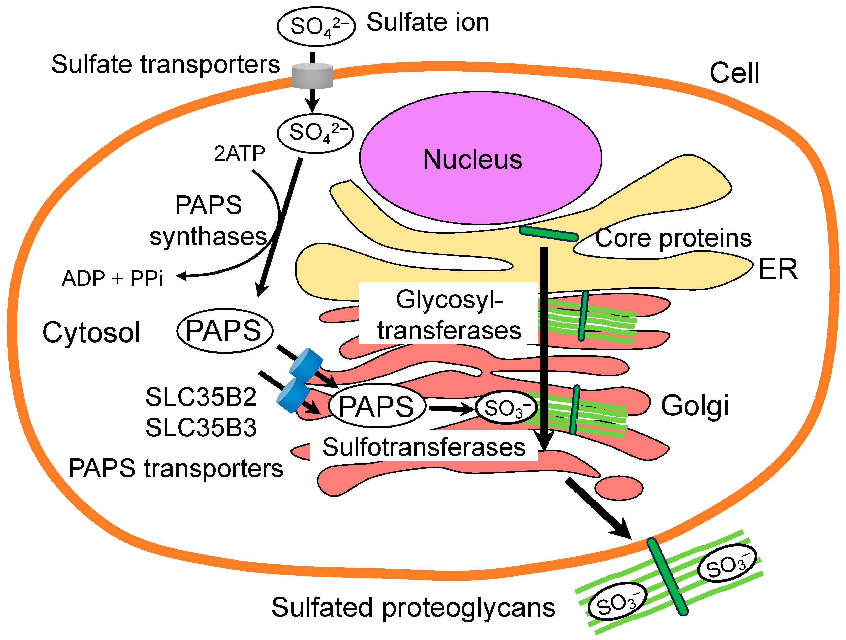 Biologics 04 00017 g004