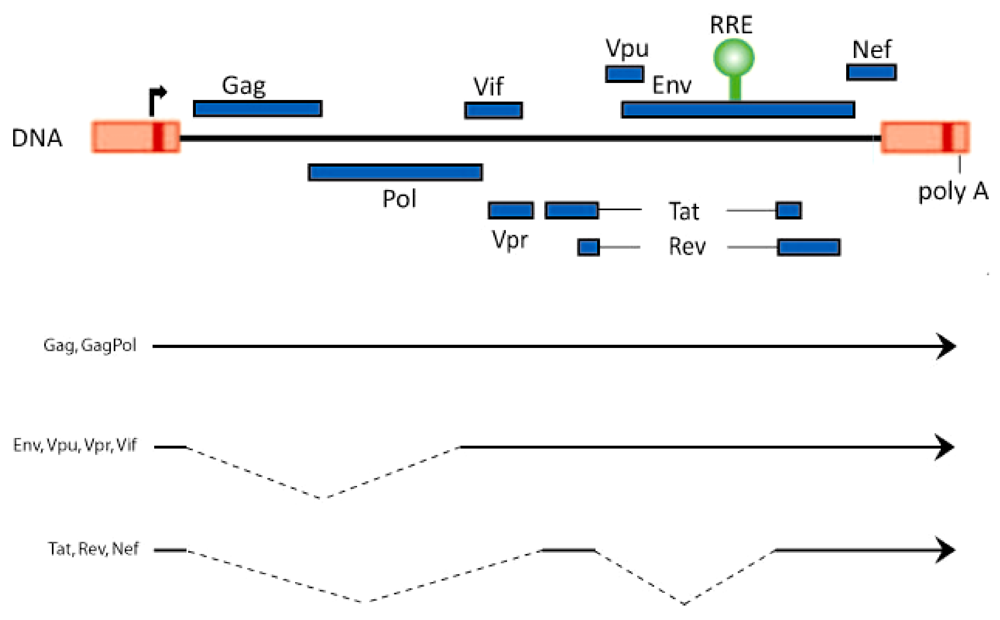 Biology 01 00165 g001 1024