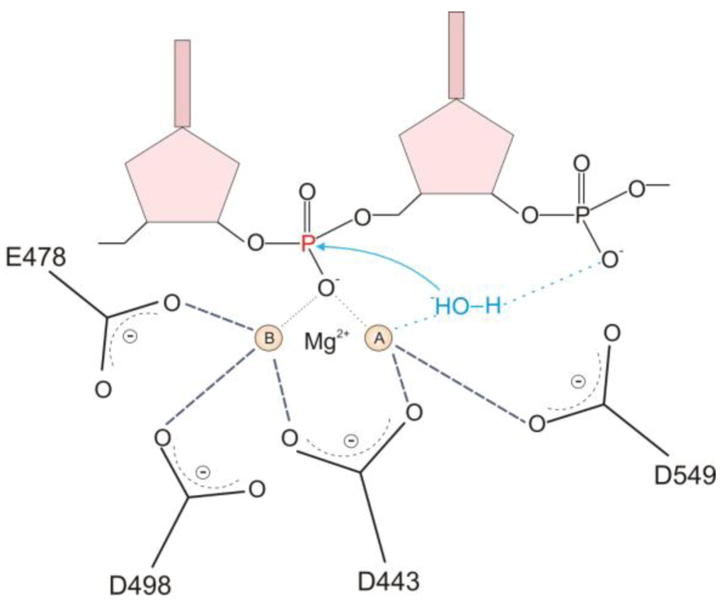 Biology 01 00521 g003 1024