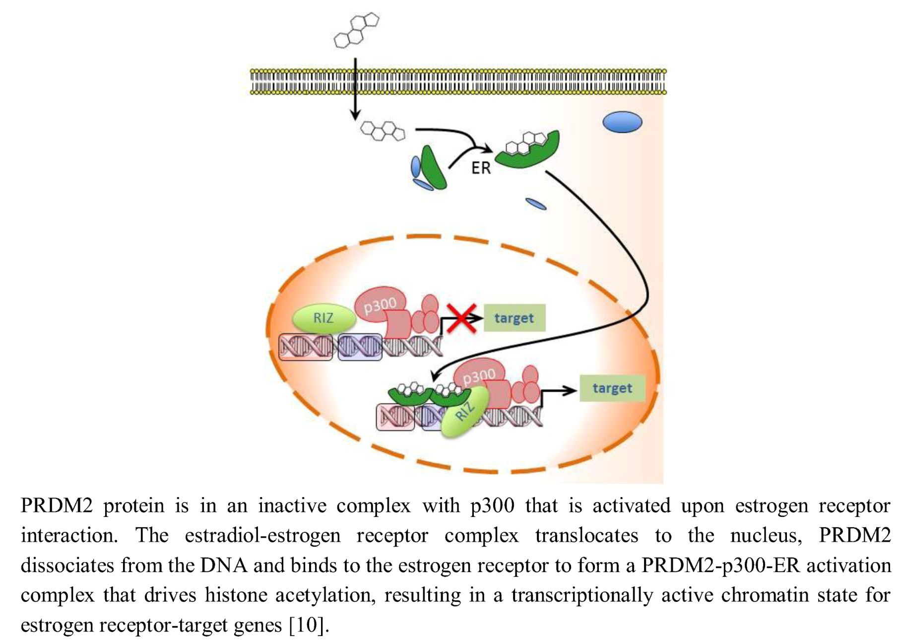 Biology 02 00107 g001