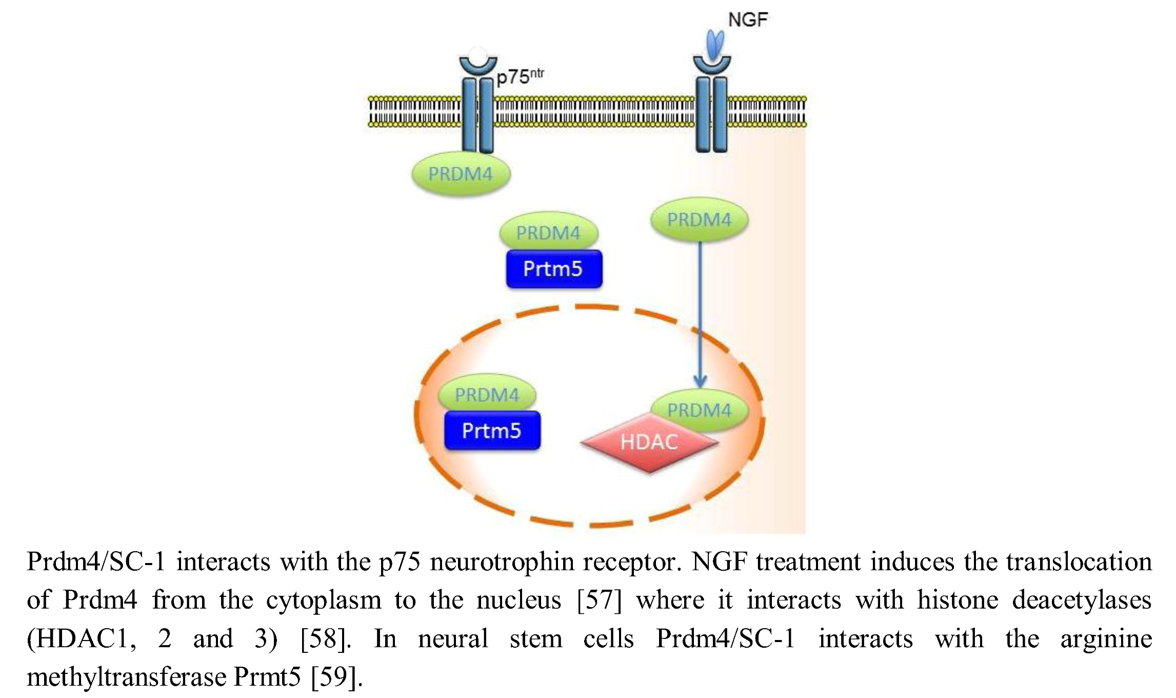 Biology 02 00107 g002