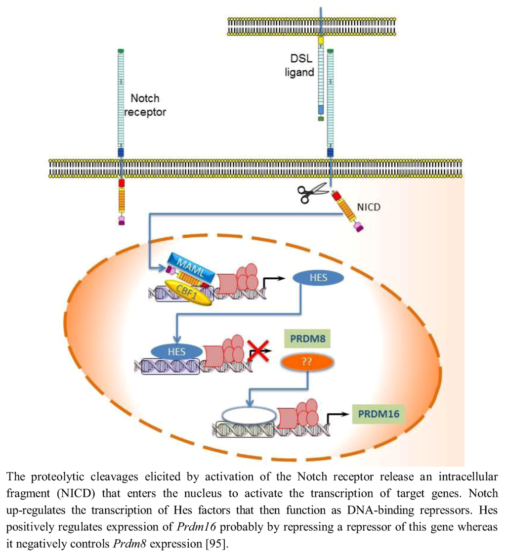 Biology 02 00107 g004 1024