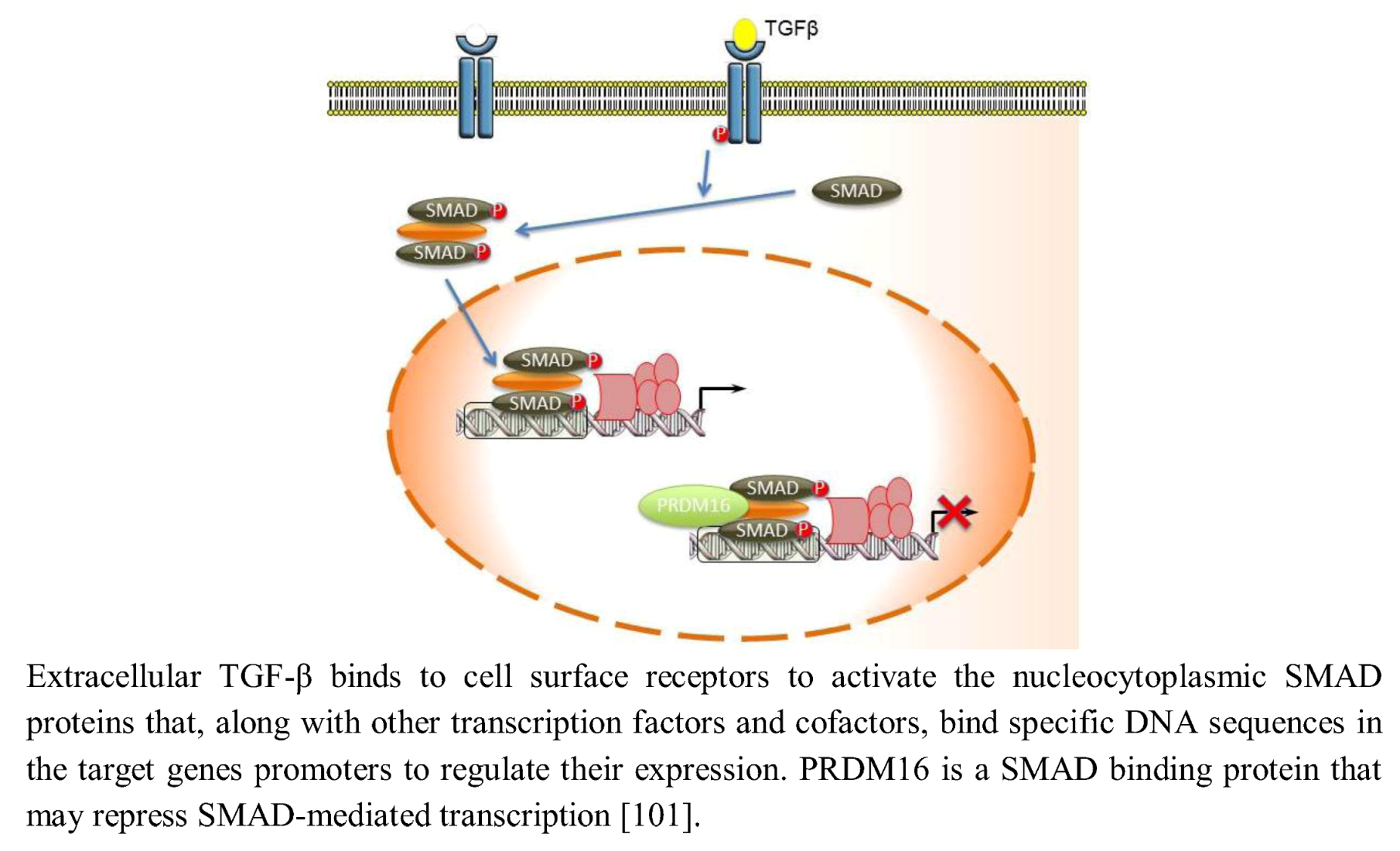 Biology 02 00107 g005