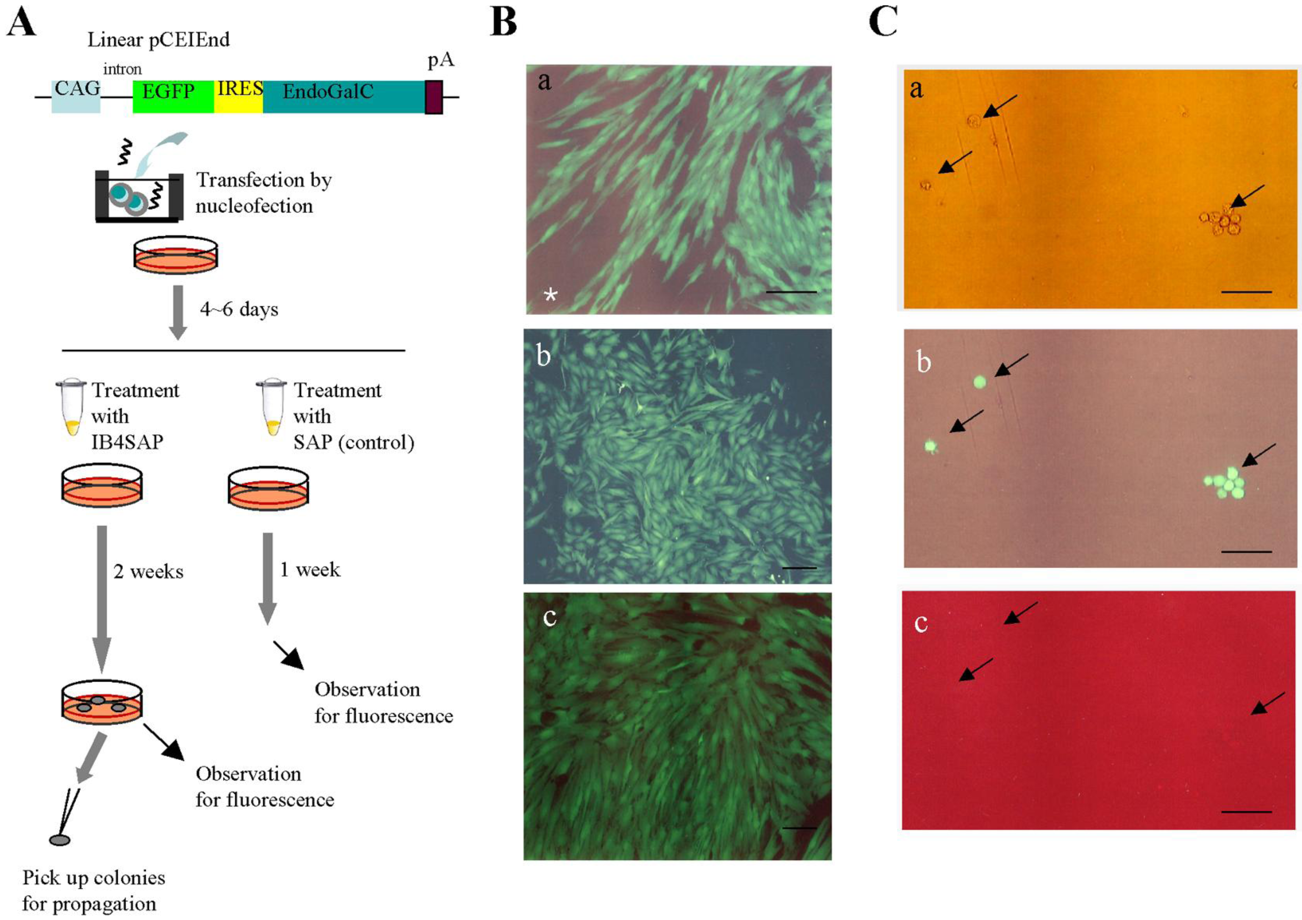 Biology 02 00341 g003