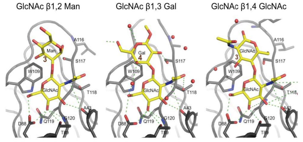 Biology 02 00894 g003 1024