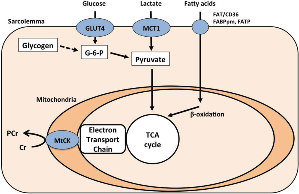 Biology 03 00157 g002 1024