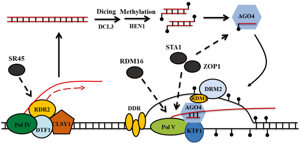 Biology 03 00243 g001 1024