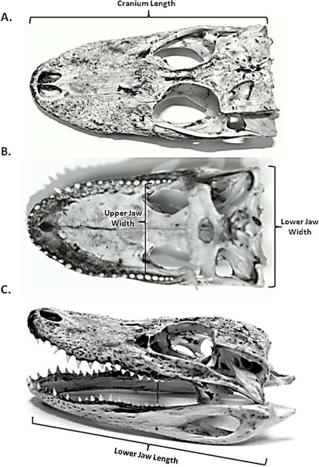 Biology 03 00724 g001 1024