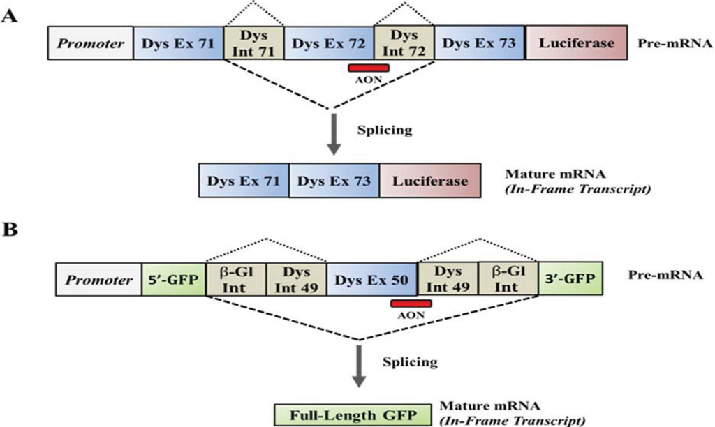 Biology 03 00752 g002 1024