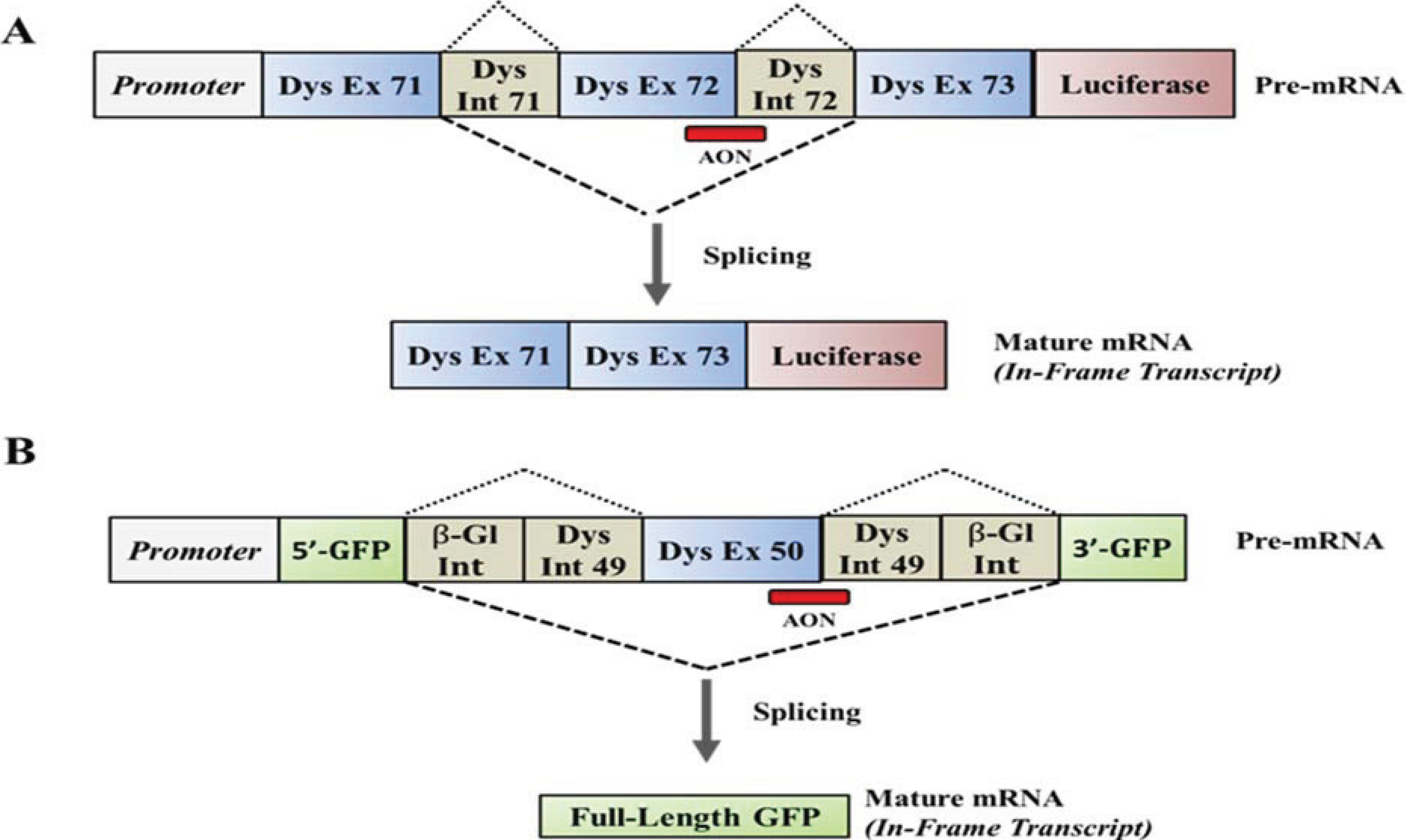 Biology 03 00752 g002