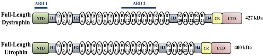 Biology 03 00752 g003 1024