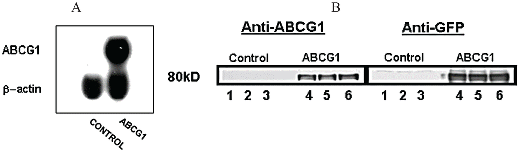Biology 03 00781 g001 1024