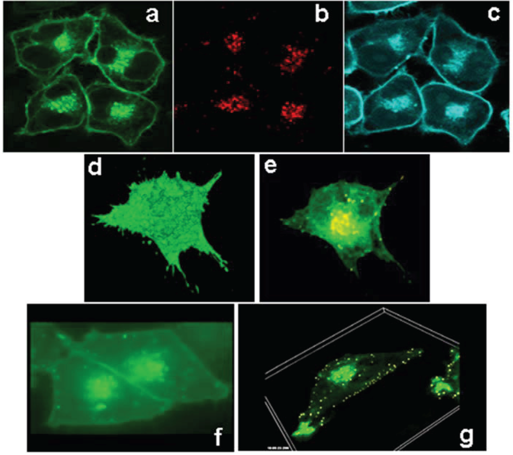 Biology 03 00781 g002 1024