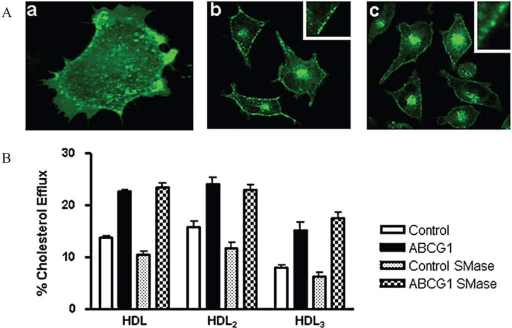 Biology 03 00781 g010 1024
