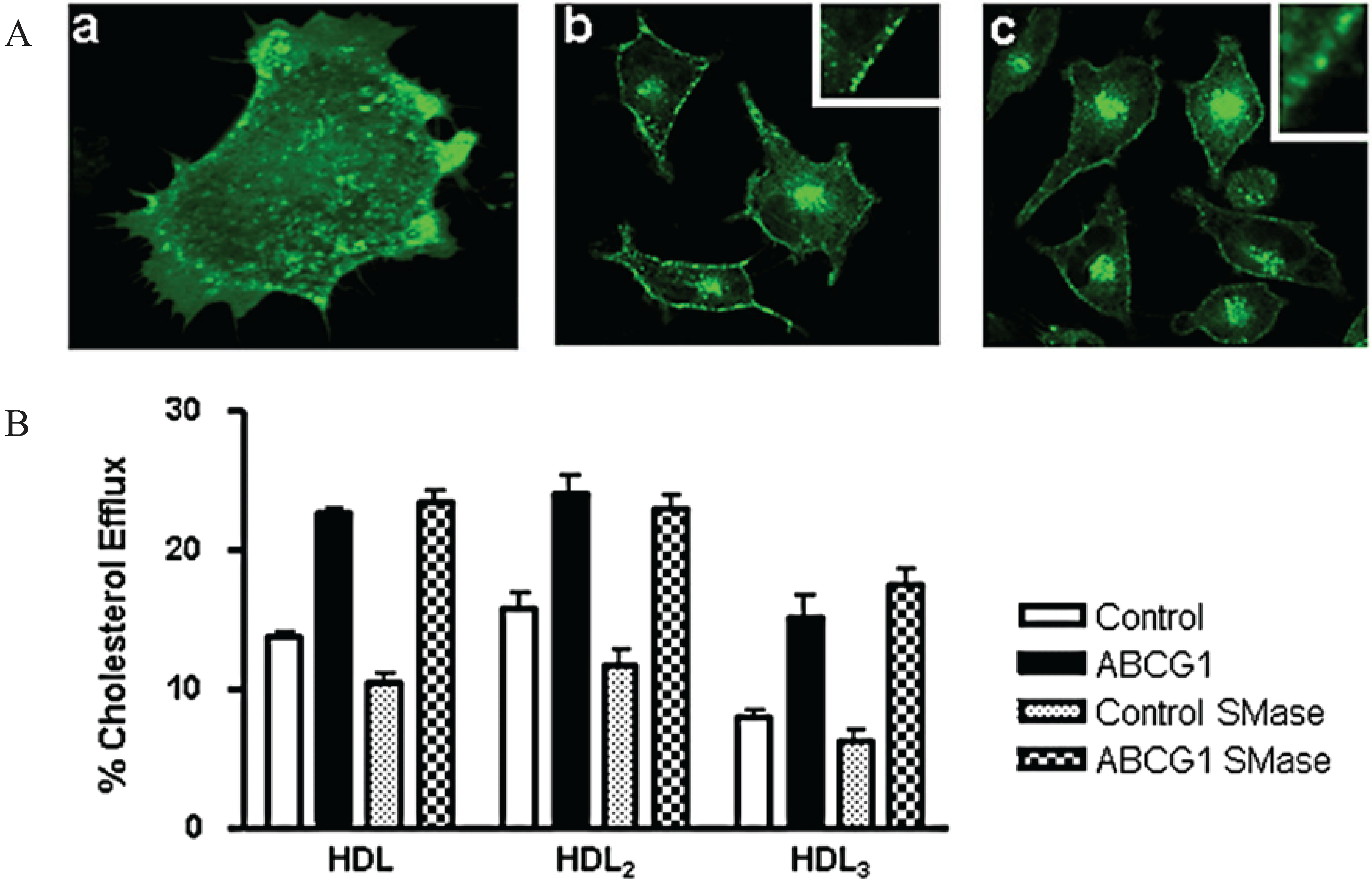 Biology 03 00781 g010