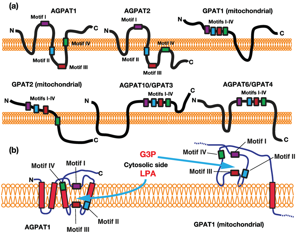 Biology 03 00801 g003 1024