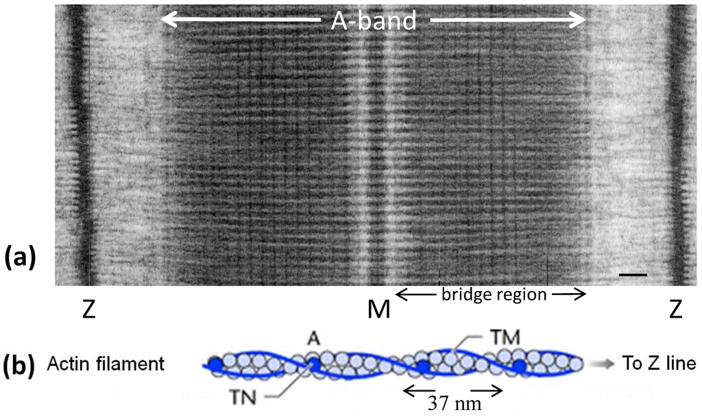 Biology 03 00846 g001a 1024