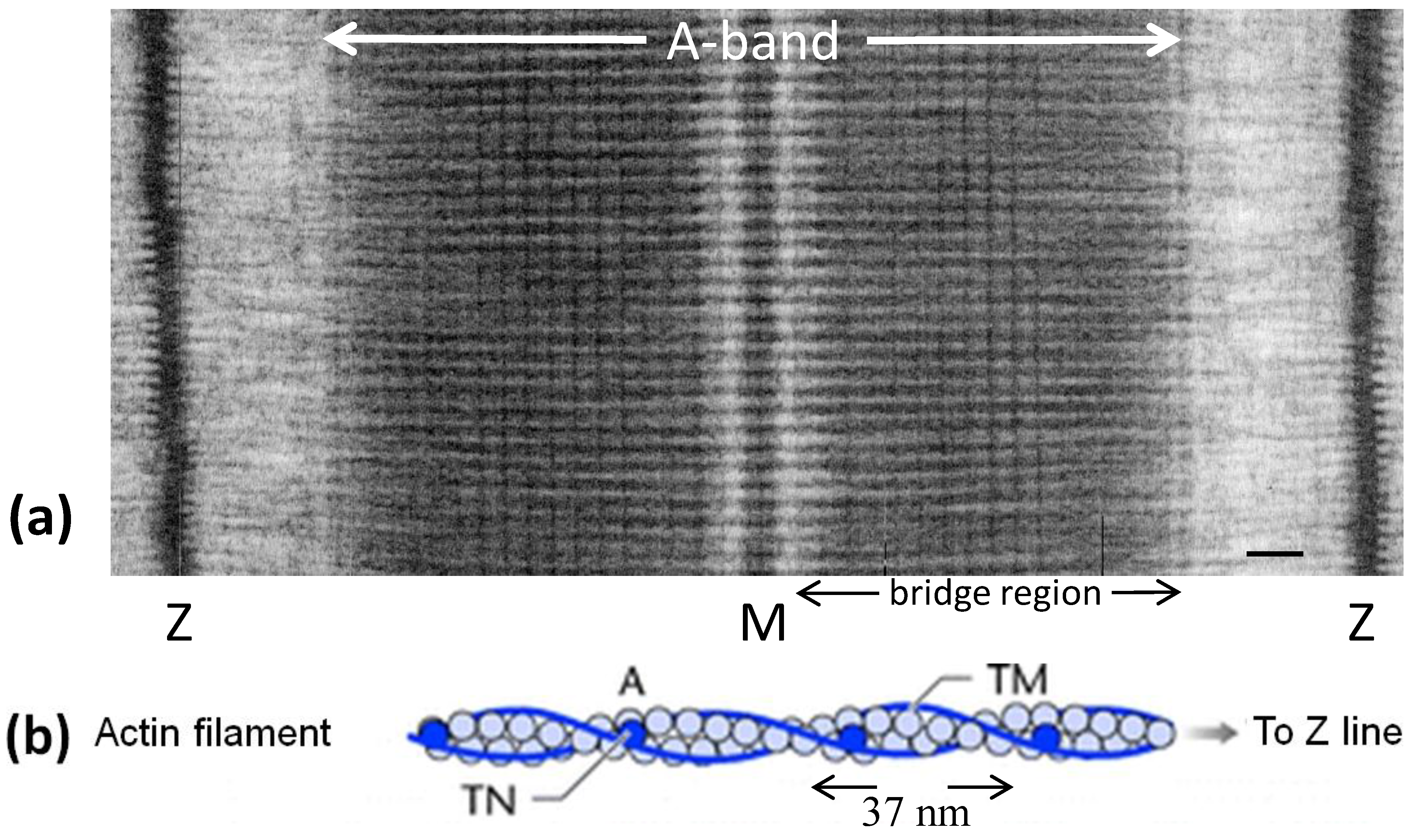Biology 03 00846 g001a