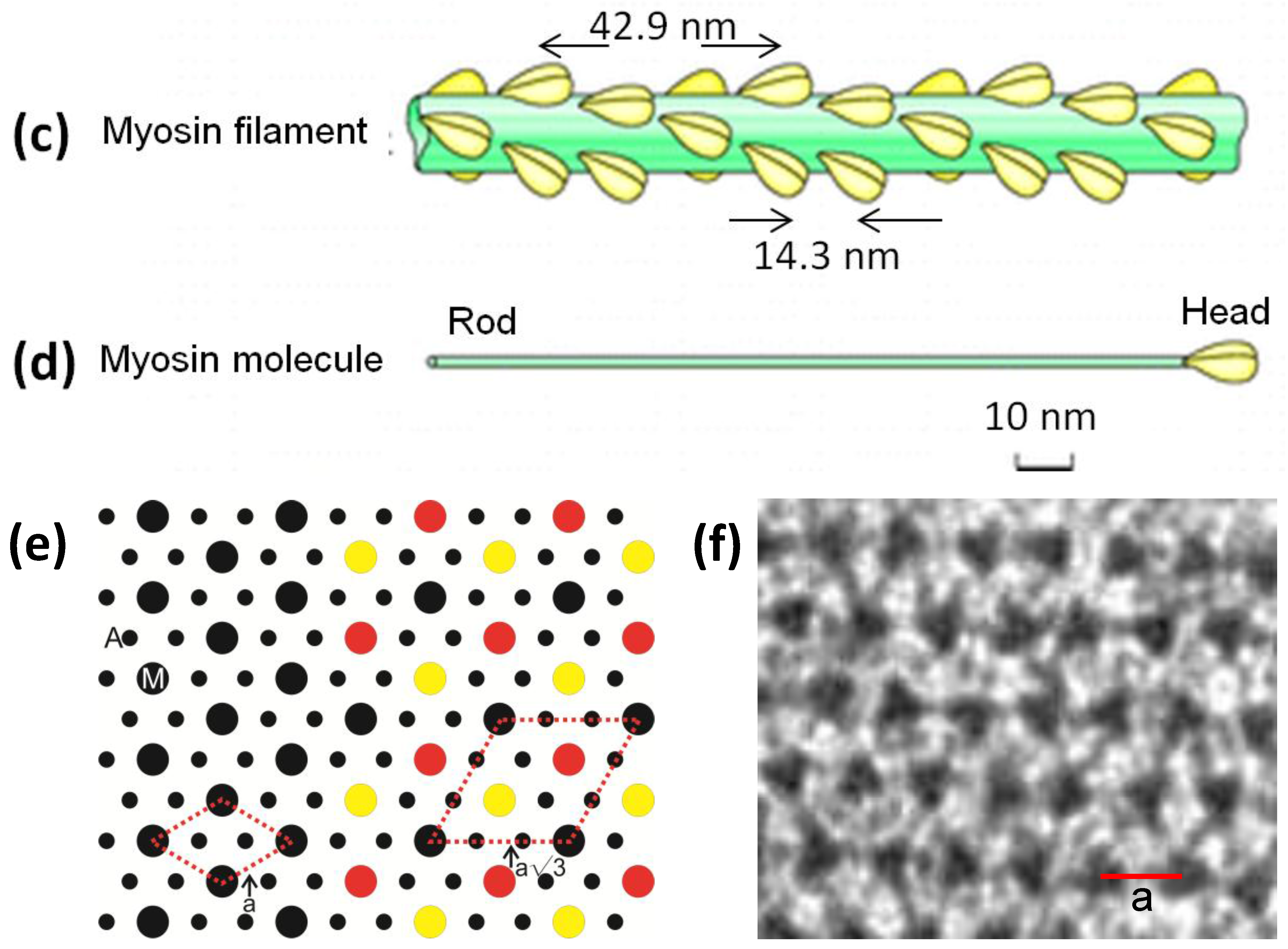 Biology 03 00846 g001b