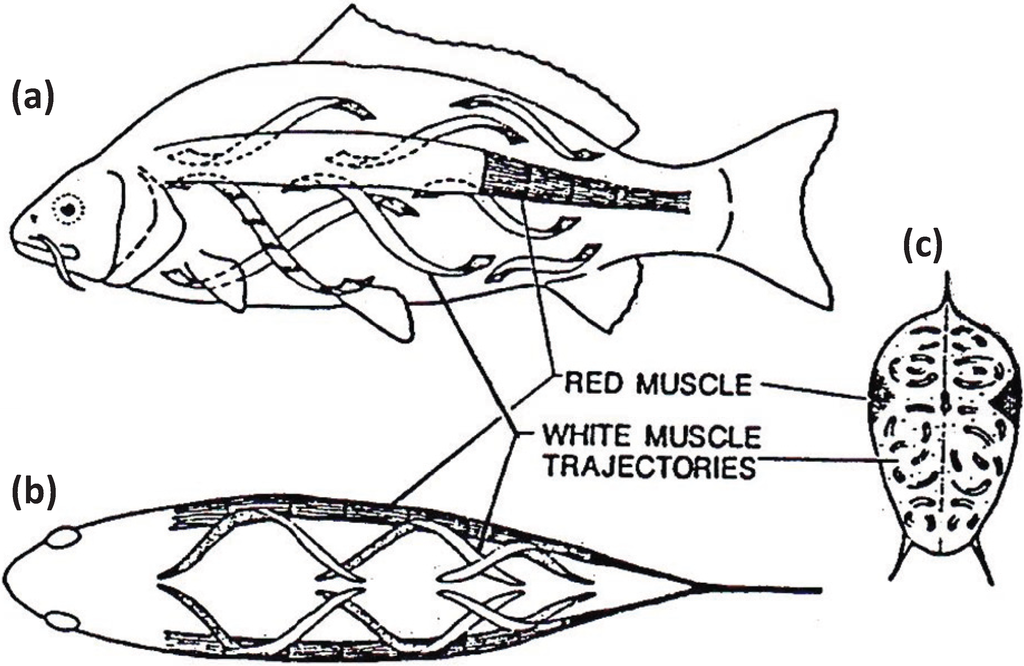 Biology 03 00846 g007 1024
