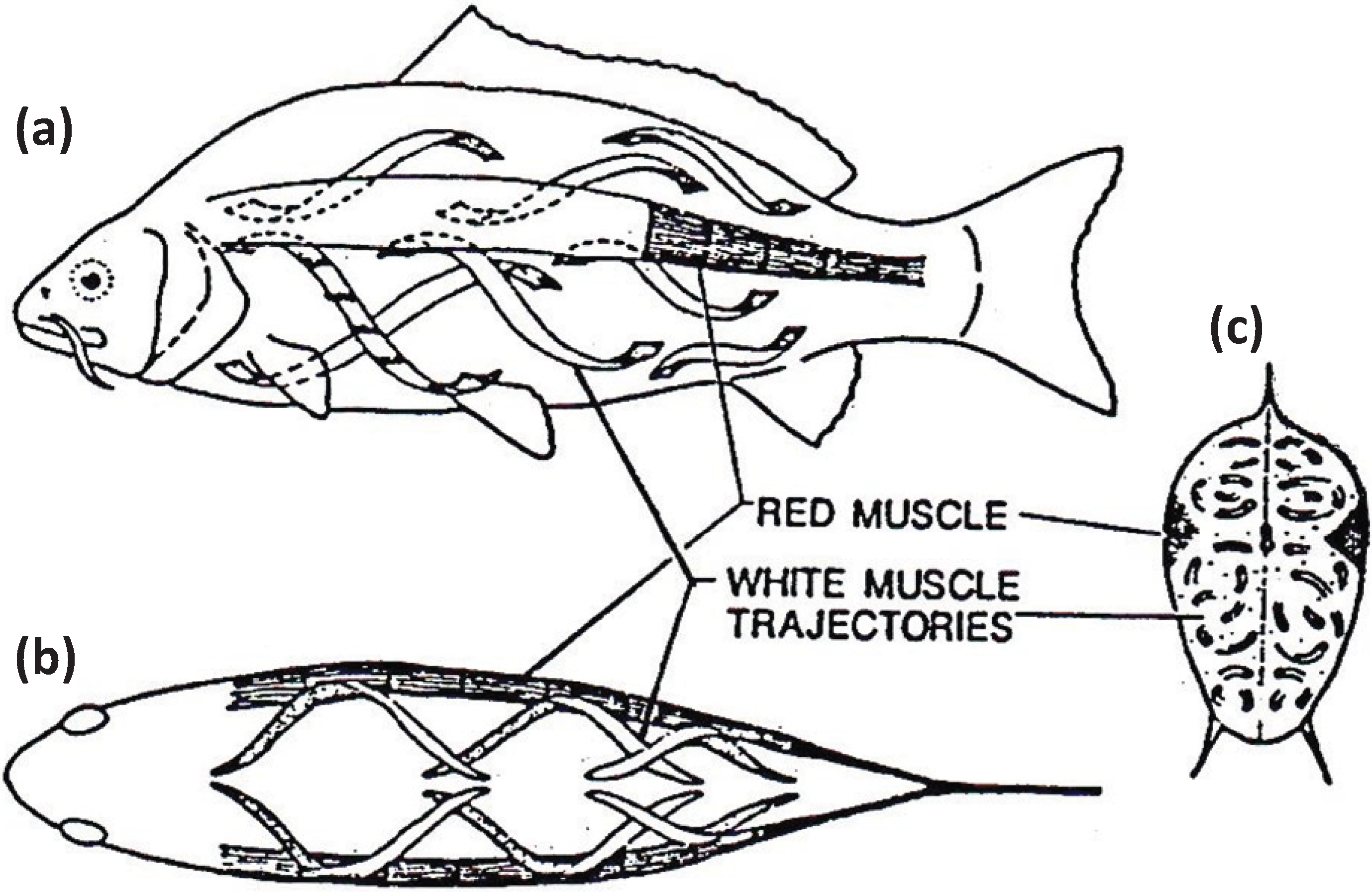 Biology 03 00846 g007