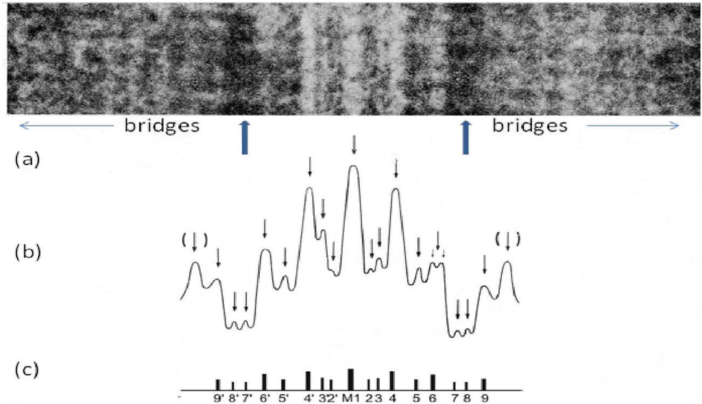 Biology 03 00846 g008 1024