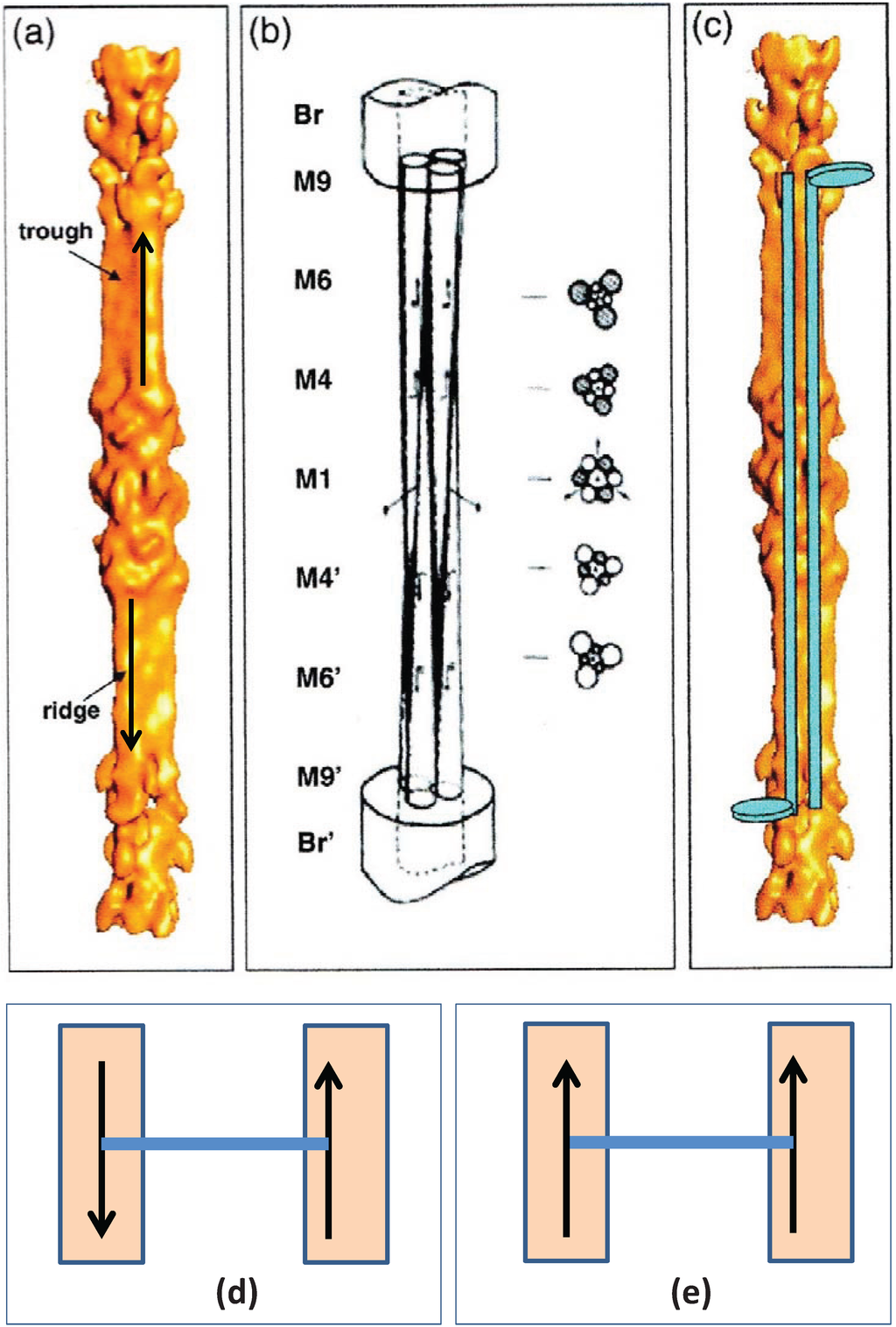 Biology 03 00846 g010 1024