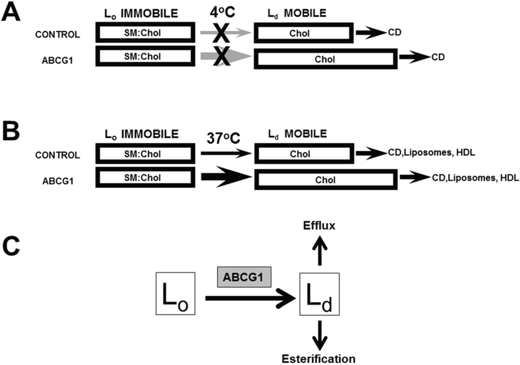 Biology 03 00866 g008 1024