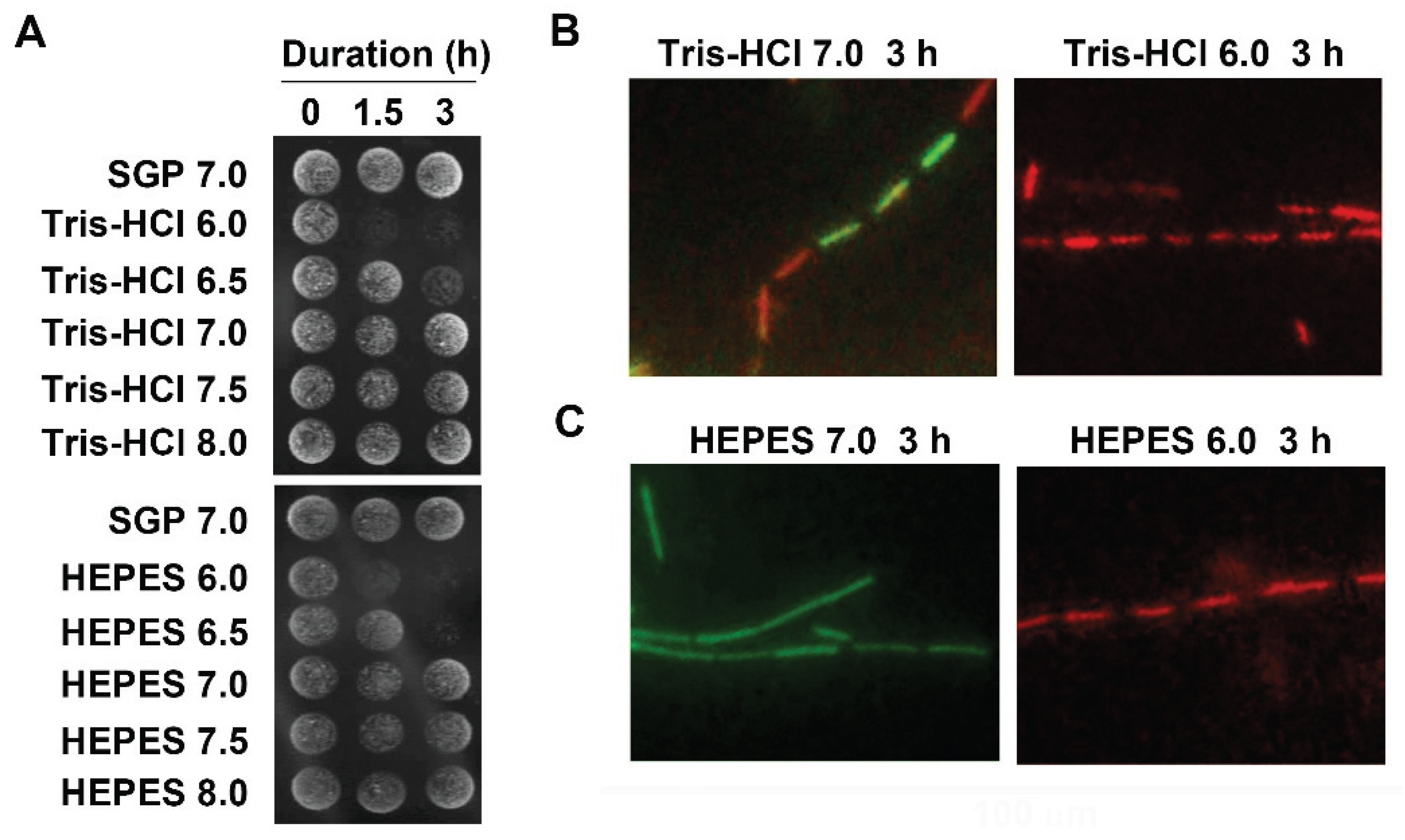 Biology 04 00050 g002
