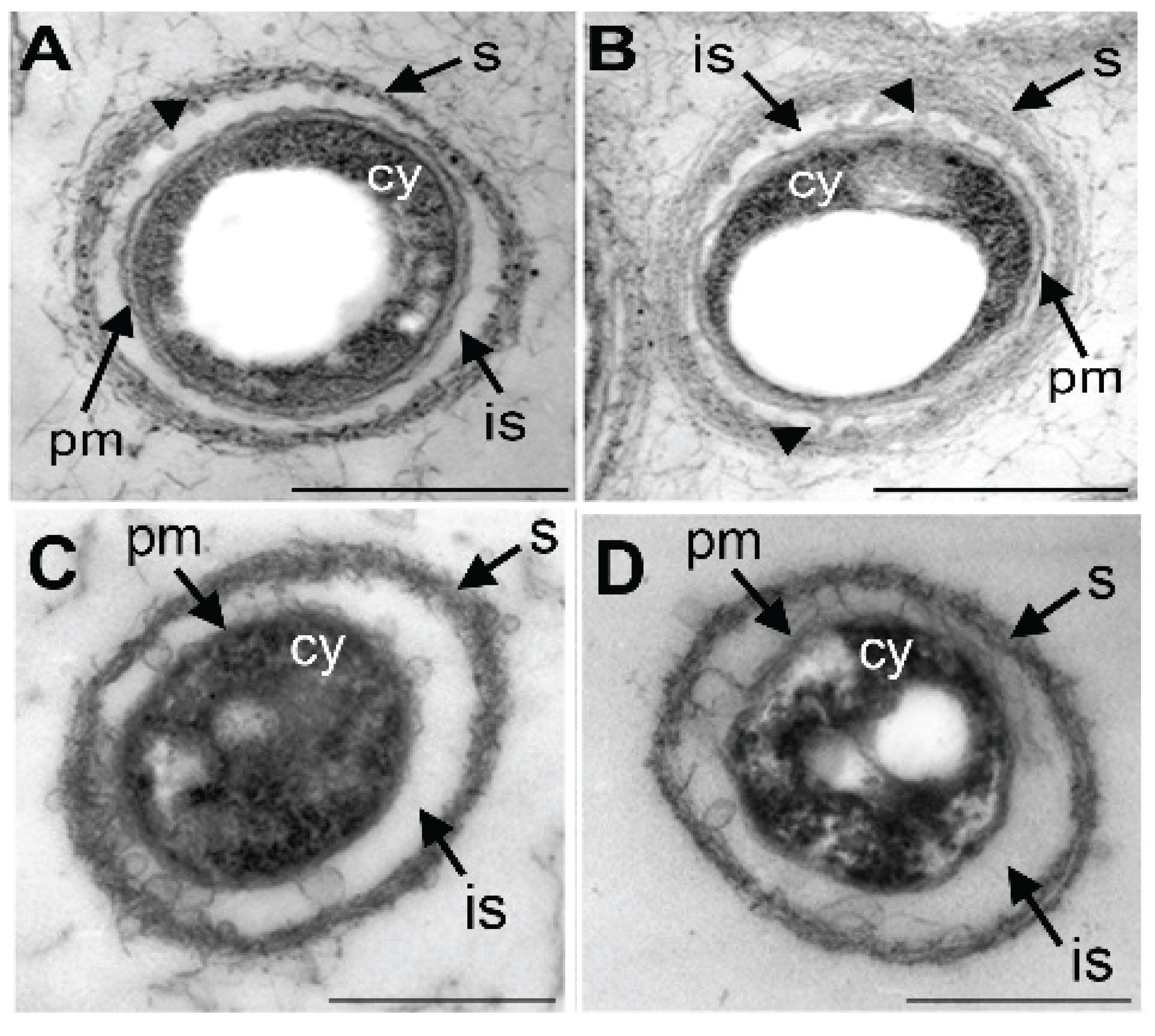 Biology 04 00050 g004a