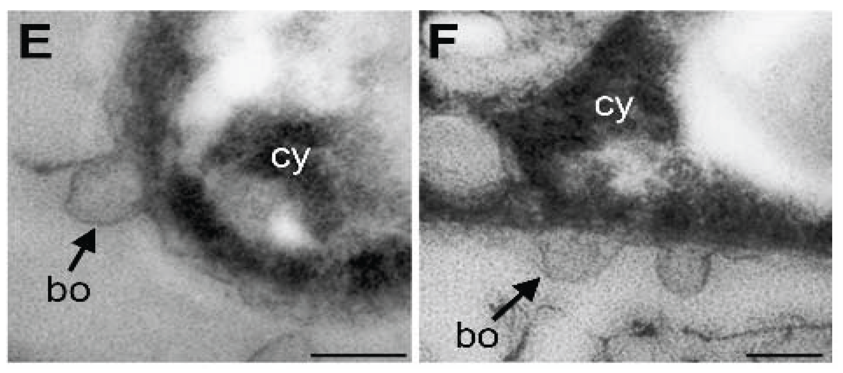 Biology 04 00050 g004b