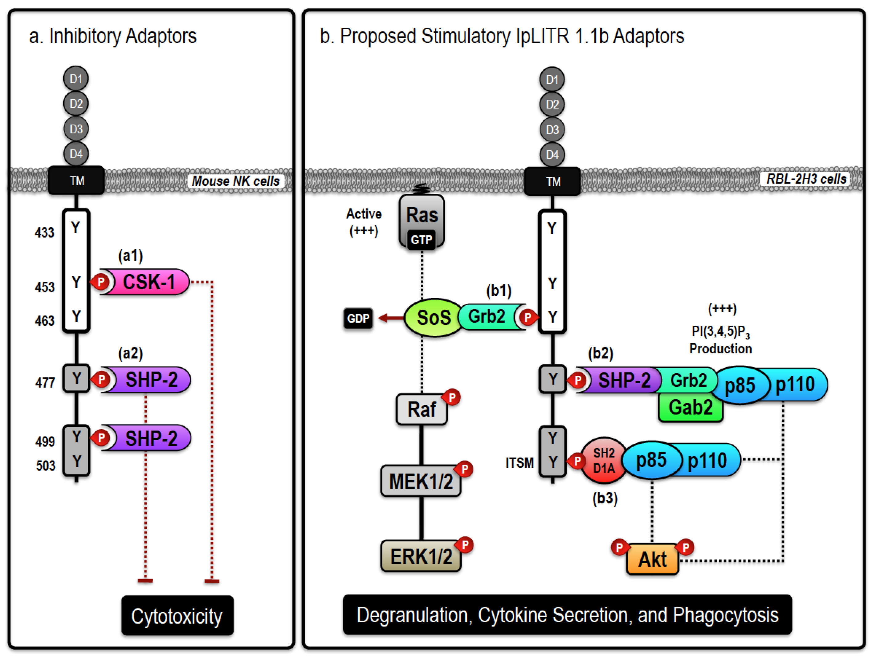 Biology 05 00013 g001