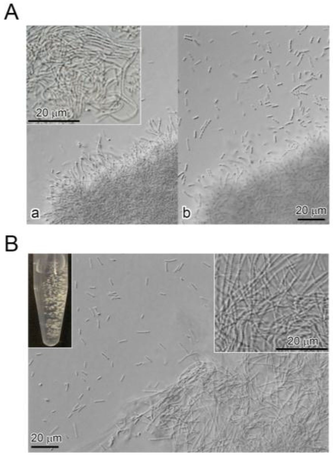 Biology 05 00032 g001