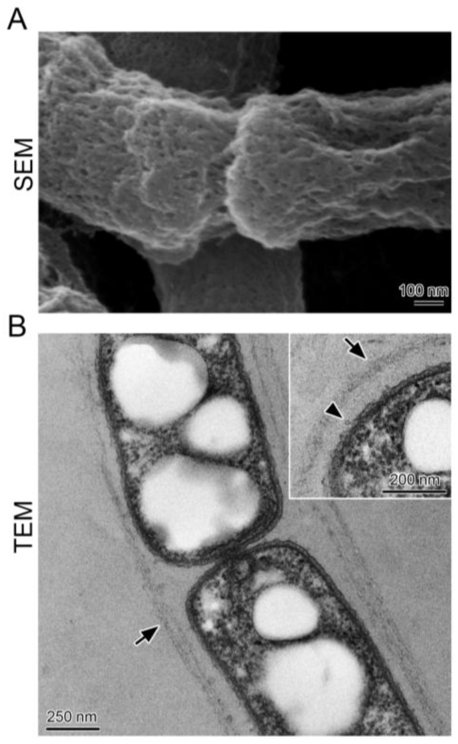 Biology 05 00032 g002