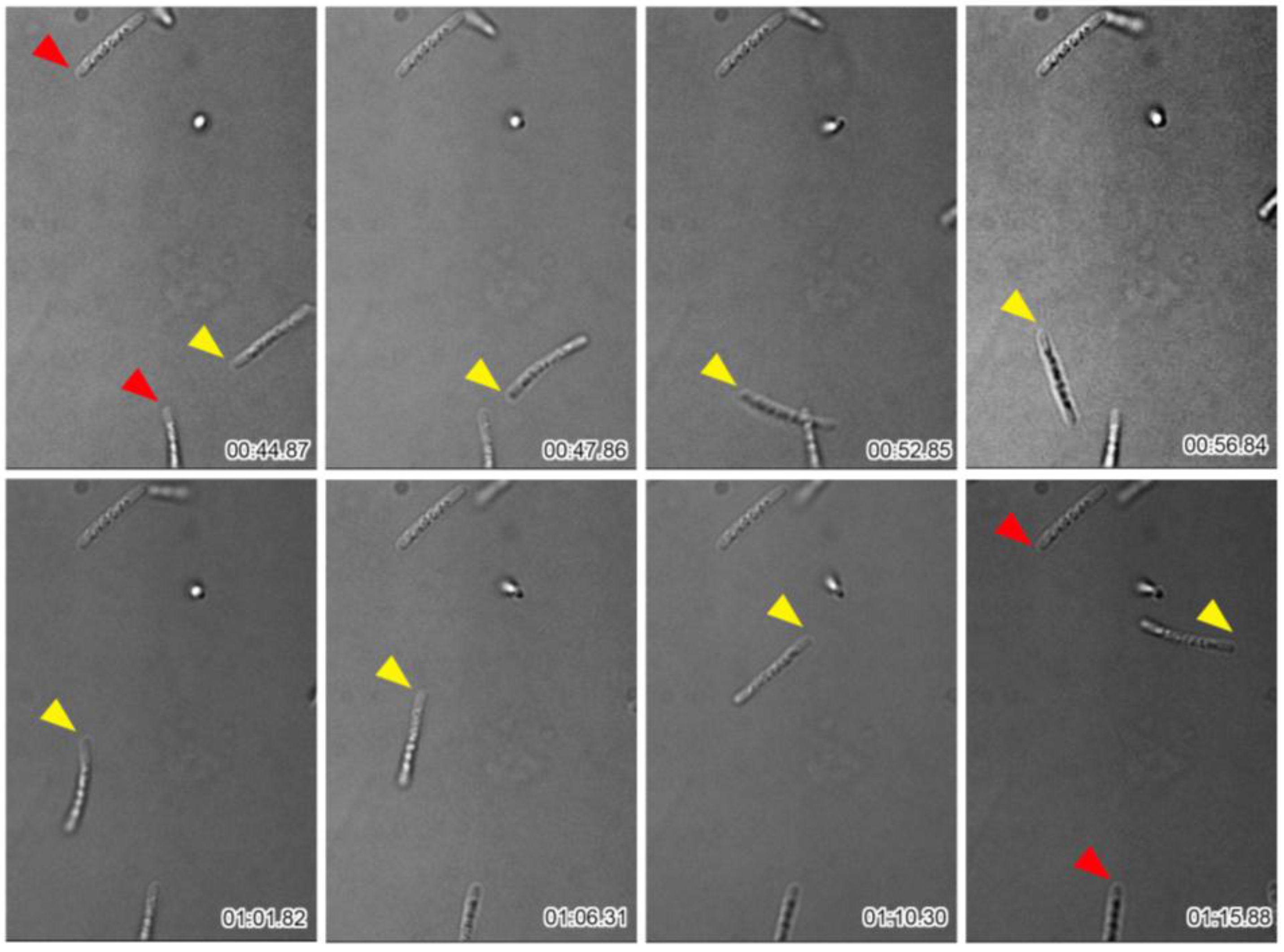 Biology 05 00032 g003