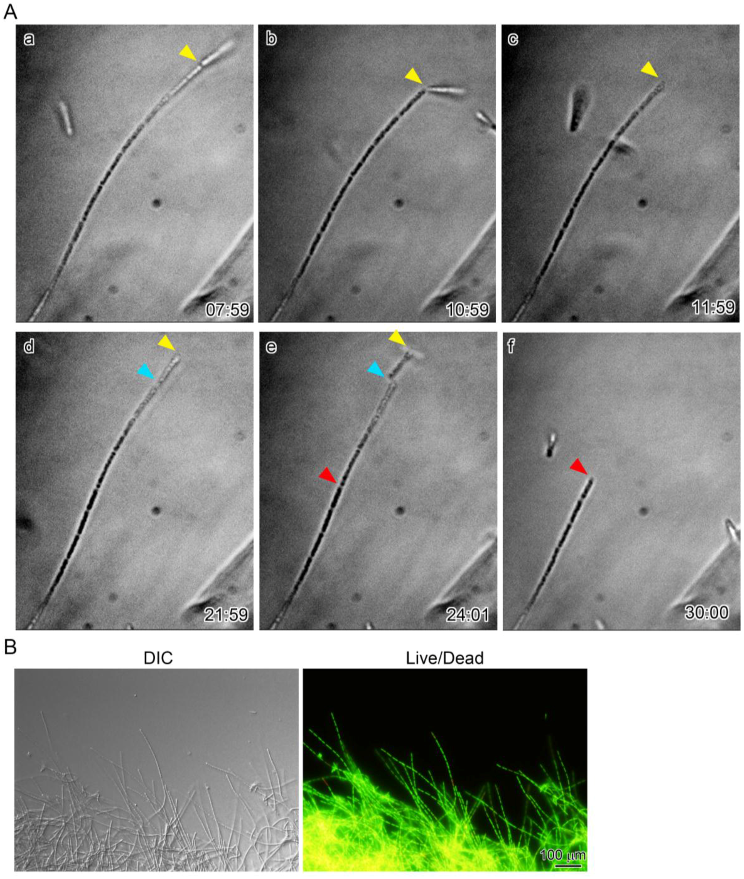 Biology 05 00032 g004