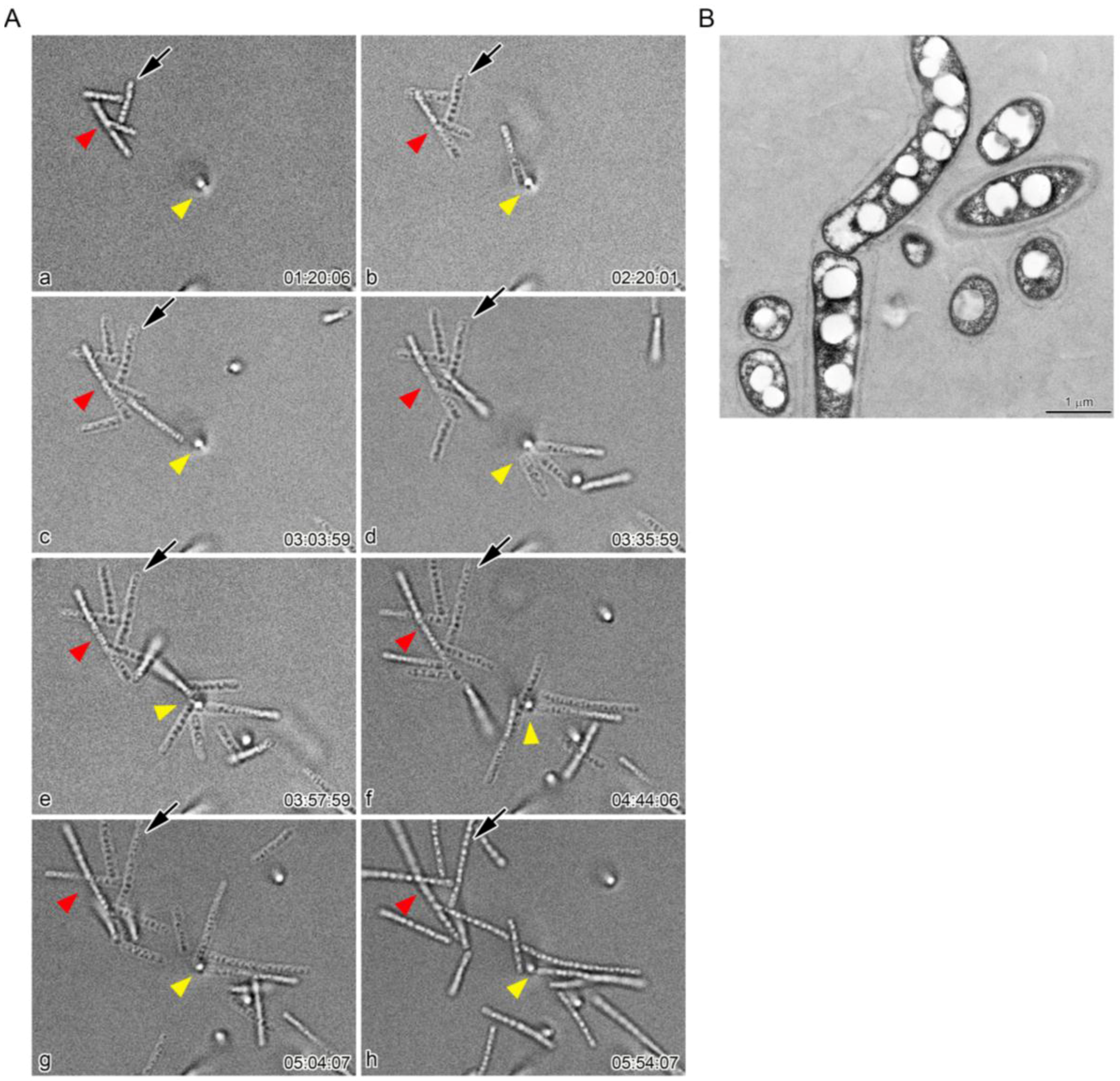 Biology 05 00032 g005