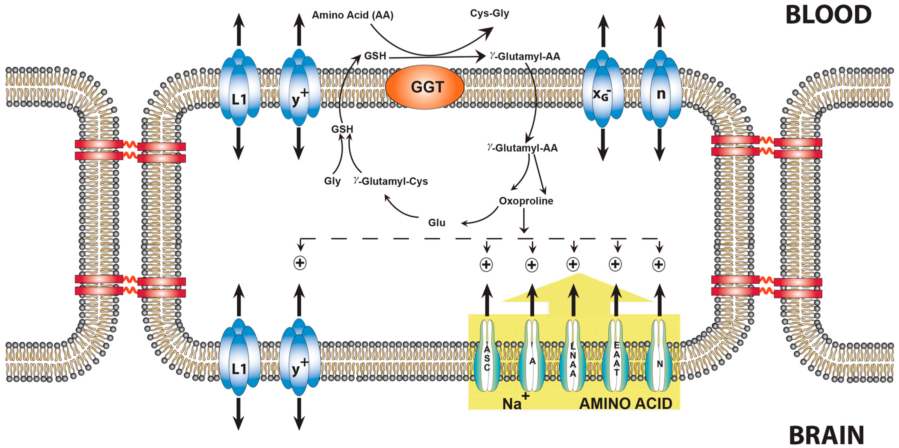 Biology 05 00037 g003