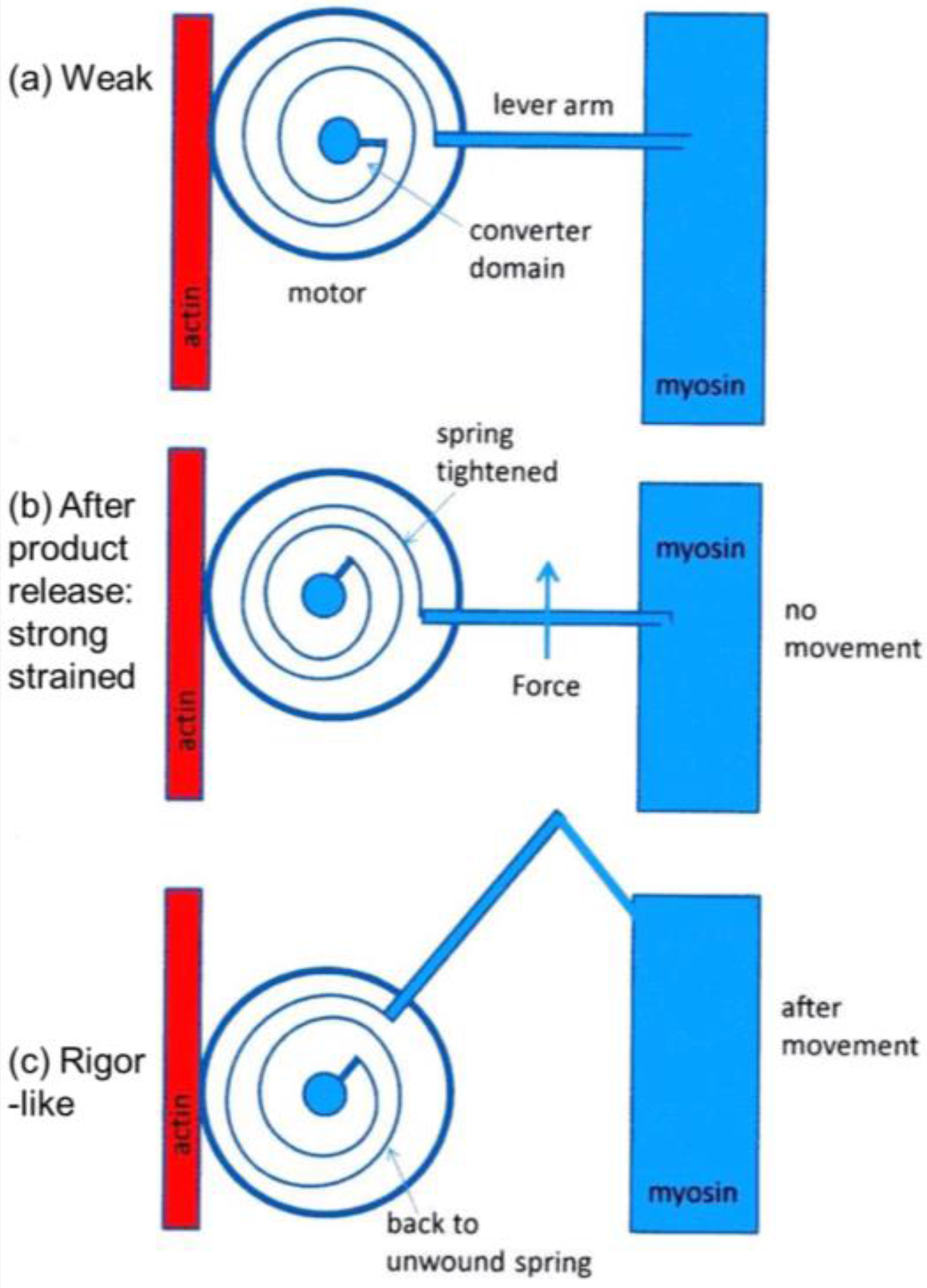 Biology 05 00041 g011